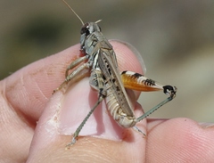 Melanoplus devastator