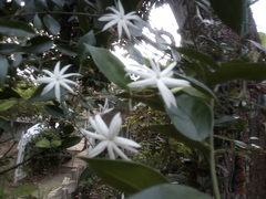 Jasminum polyanthum