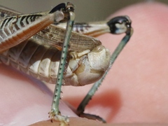 Melanoplus devastator