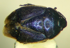 Canthophorus melanopterus