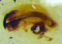 Canthophorus melanopterus