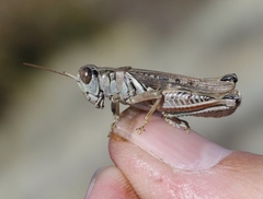 Melanoplus devastator