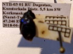 Canthophorus melanopterus