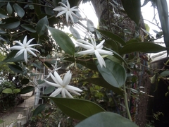 Jasminum polyanthum