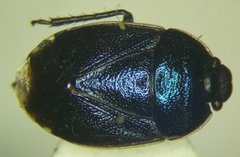 Canthophorus melanopterus