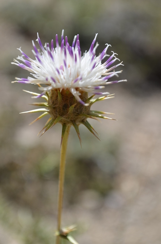 Cousinia rubiginosa · iNaturalist United Kingdom