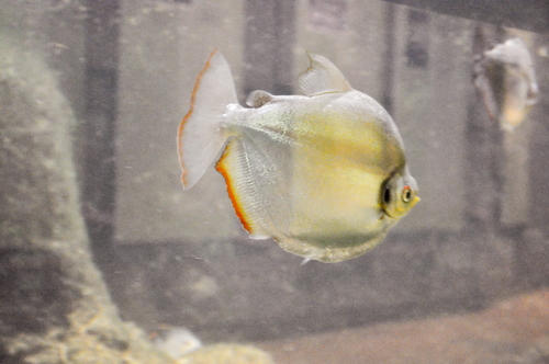 Mylossoma duriventre