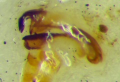 Canthophorus melanopterus