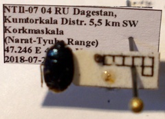 Canthophorus melanopterus