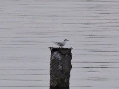 Sterna hirundo
