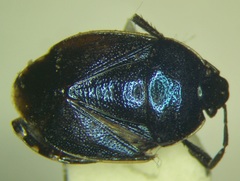 Canthophorus melanopterus