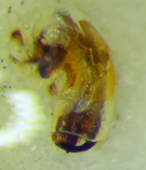 Canthophorus melanopterus