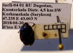 Canthophorus melanopterus