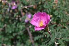 Rosa webbiana