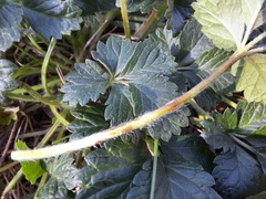 Potentilla intermedia