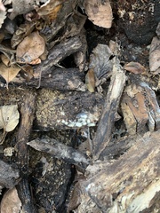 Sclerotinia sclerotiorum