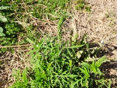 Ambrosia artemisiifolia