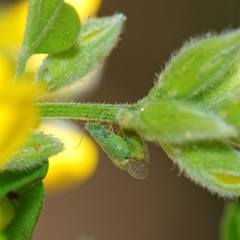 Acizzia jamatonica