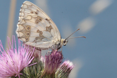 Melanargia