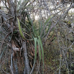 Tillandsia huamelulaensis