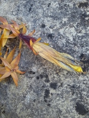 Gentiana septemfida grossheimii