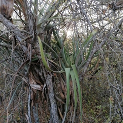 Tillandsia huamelulaensis