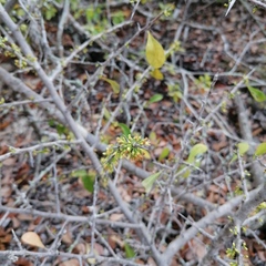 Sideroxylon celastrinum