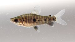 Threespot Leporinus photo 5