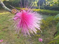 Pseudobombax ellipticum