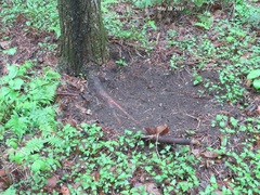 Hydropotes inermis argyropus