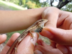 Anolis auratus