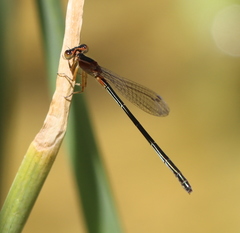 Ischnura senegalensis