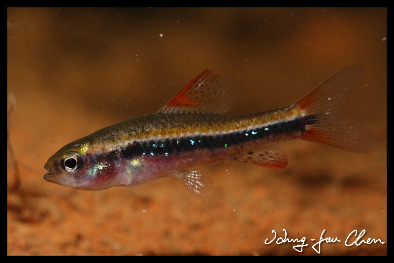 Black Darter Tetra