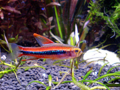 Black Darter Tetra photo 2