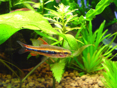 Black Darter Tetra photo 3