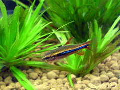 Black Darter Tetra photo 5