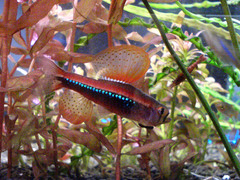 Black Darter Tetra photo 4