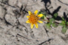 Pectis multiflosculosa