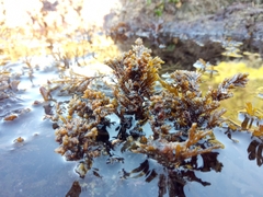 Ericaria crinita