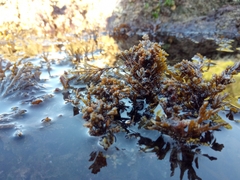 Ericaria crinita