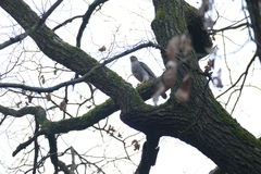 Accipiter gentilis
