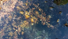 Ericaria crinita