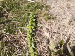 Ambrosia artemisiifolia
