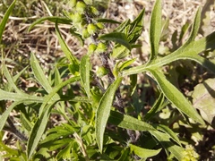 Ambrosia artemisiifolia