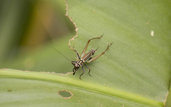 Phylloscyrtus amoenus