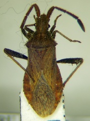Coriomeris denticulatus