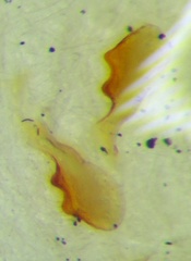 Coriomeris denticulatus