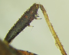 Coriomeris denticulatus