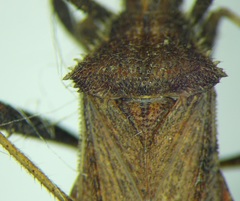 Coriomeris denticulatus