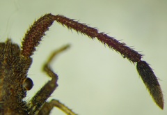 Coriomeris denticulatus